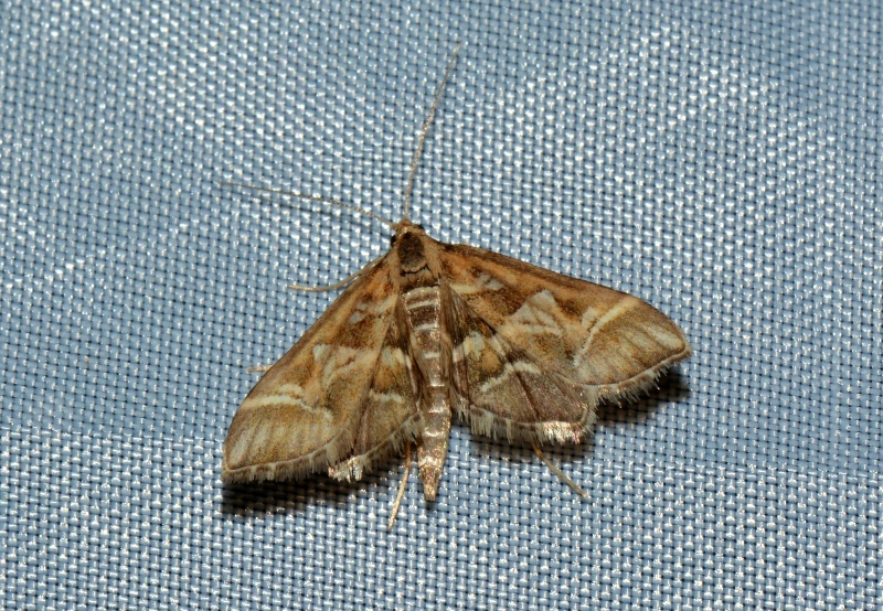 Diasemia reticularis